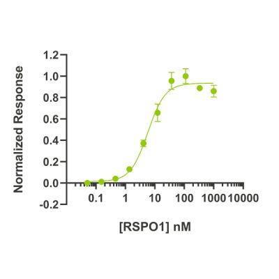 RSPO 1 enhances Wnt signalling in TOP-Flash reporter assay in Wnt reporter assay. HEK293T cells transfected with Wnt-responsive firefly luciferase reporter TOP-FLASH are treated with increasing concentration of R-spondin 1 (diluted in DMEM with 0.5 % of FCS), in the presence of Wnt-conditioned media (1: 8 dilution), in triplicate. Cells are grown overnight and luciferase activity measured by luminescence. RSP1 enhances Wnt-ß catenin signaling in HEK239T cells. EC50 = 72.4ng/mL (5.8 nM).